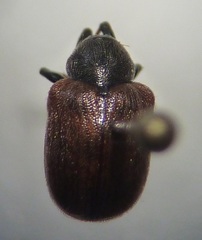 Bromius obscurus