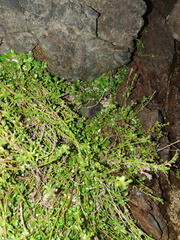 Samolus repens strictus