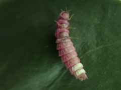 Microphotus angustus