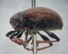 Bromius obscurus