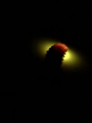 Microphotus angustus