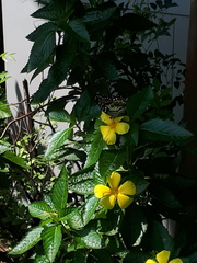 Papilio demoleus malayanus