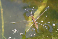 Limnoporus dissortis
