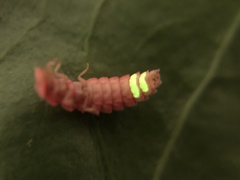 Microphotus angustus