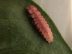 Microphotus angustus