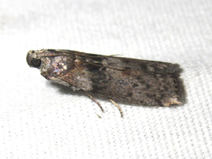 Sciota subcaesiella