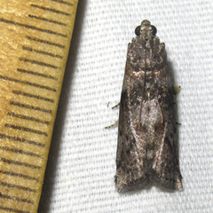 Sciota subcaesiella