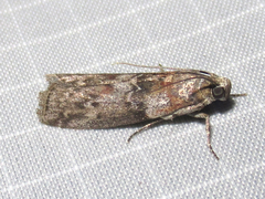 Sciota subcaesiella