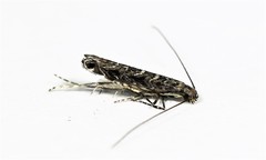 Neurobathra strigifinitella