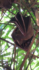 Cynopterus brachyotis