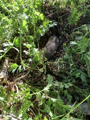 Microtus californicus