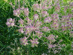 Cachrys libanotis