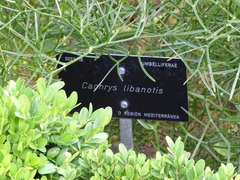 Cachrys libanotis