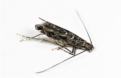 Neurobathra strigifinitella