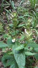 Yeatesia viridiflora