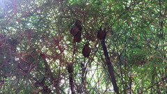 Cynopterus brachyotis