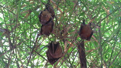 Cynopterus brachyotis