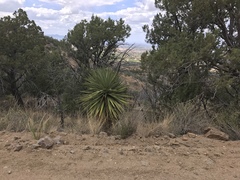 Yucca madrensis