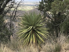 Yucca madrensis