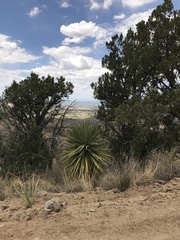Yucca madrensis