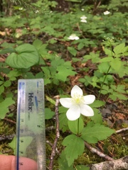 Anemonastrum deltoideum