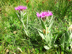 Centaurea uniflora