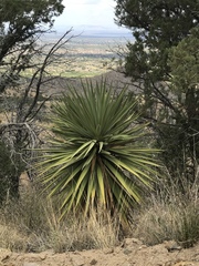 Yucca madrensis
