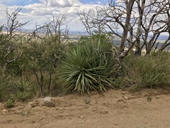 Yucca schottii