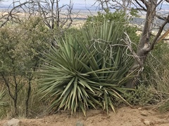Yucca schottii