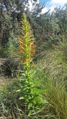 Siphocampylus tupaeformis