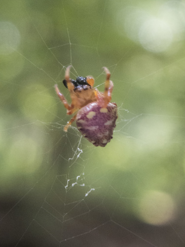 Arrowhead Orbweaver, 6727 Big Sugar Creek Rd, Pineville, MO 64856, United States, photo 7 of 10