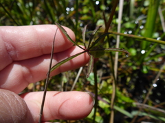 Sidalcea calycosa rhizomata