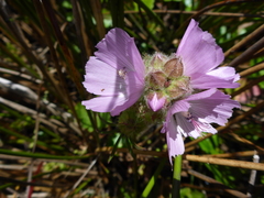 Sidalcea calycosa rhizomata