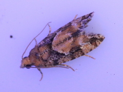 Zeiraphera canadensis