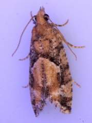 Zeiraphera canadensis