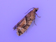 Zeiraphera canadensis