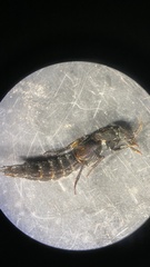 Platydracus fossator