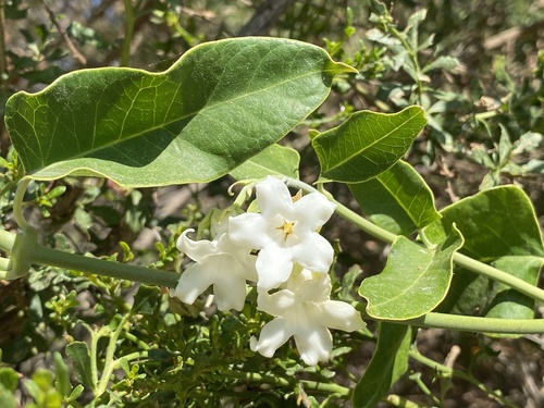 iNaturalist observation photo of Moth Vine