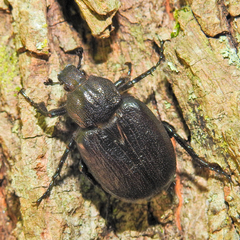 Osmoderma scabra
