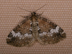 Perizoma alchemillata