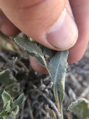 Xanthisma grindelioides