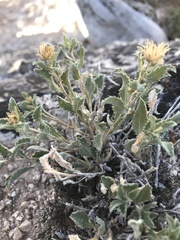 Xanthisma grindelioides