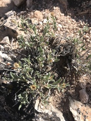 Xanthisma grindelioides