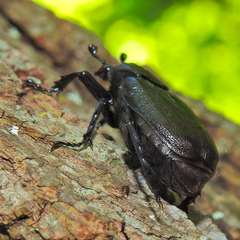 Osmoderma scabra
