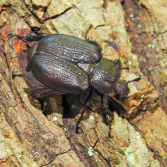 Osmoderma scabra