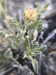 Xanthisma grindelioides