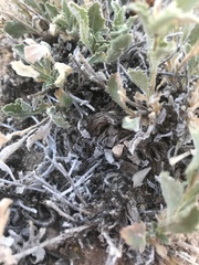 Xanthisma grindelioides