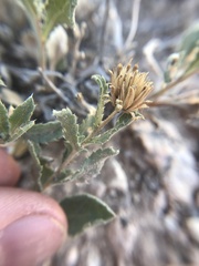 Xanthisma grindelioides