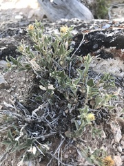 Xanthisma grindelioides