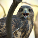 Bay-winged Hawk - Photo (c) javiergross, some rights reserved (CC BY-NC), uploaded by javiergross